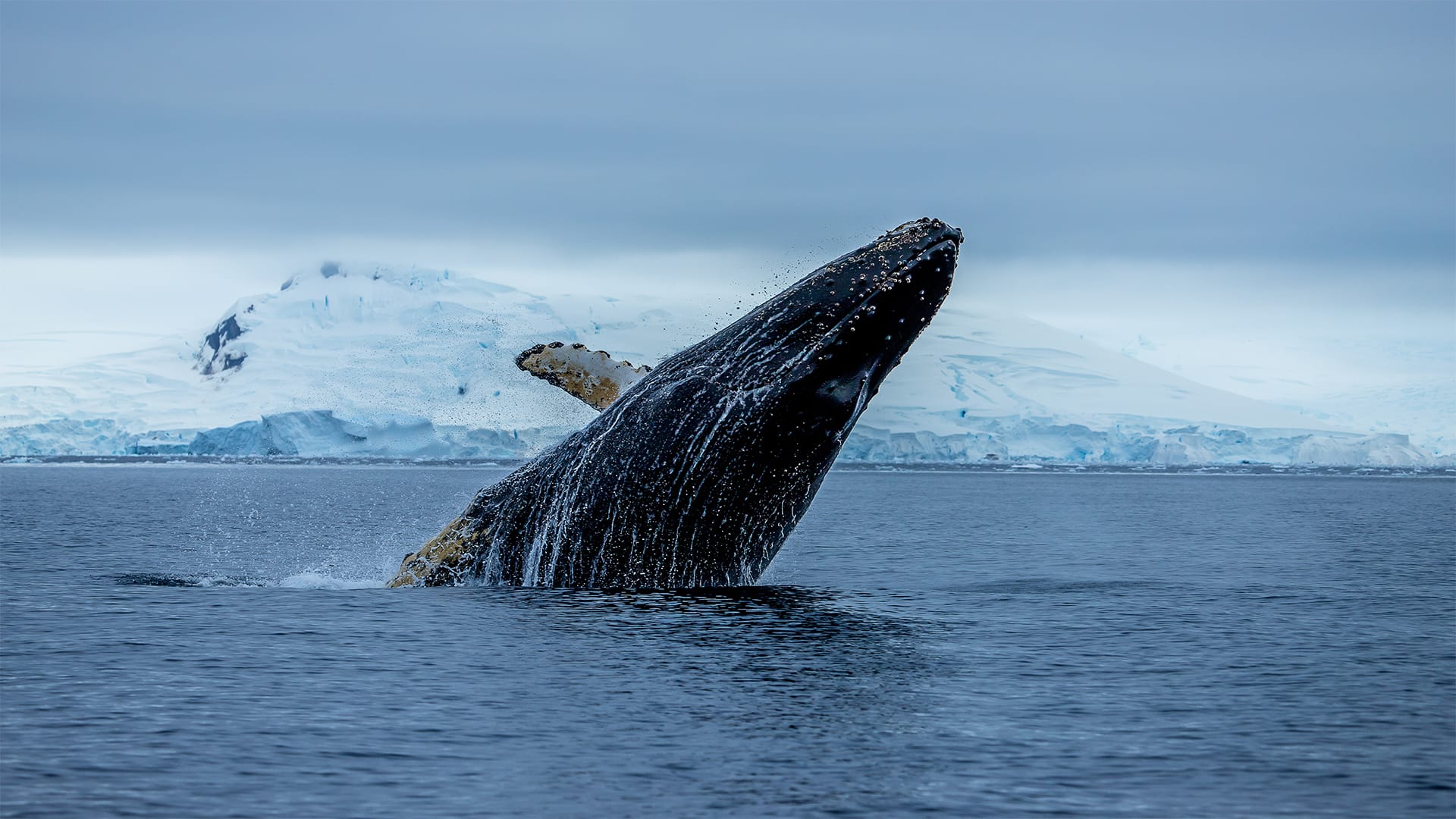 juneau alaska cruise tours